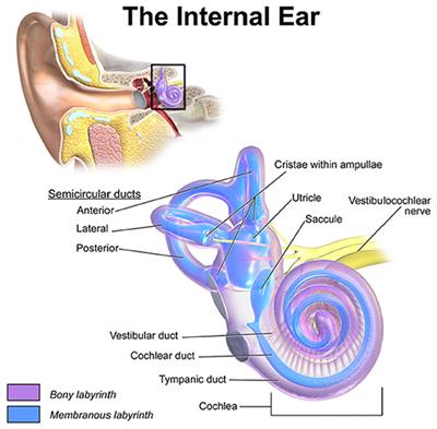 Model-Based Vestibular Afferent Stimulation: Evaluating Selective Electrode Locations and Stimulation Waveform Shapes